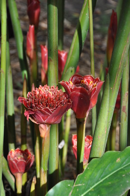 Etlingera hemisphaerica 'Helani Tulip'