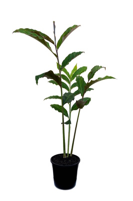 Etlingera hemisphaerica 'Helani Tulip' - 180mm pot