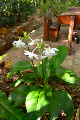 Eucharis grandiflora (Amazon Lily) - 300mm pot