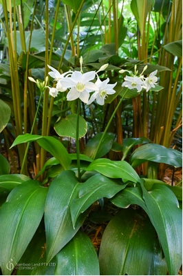 Eucharis grandiflora (Amazon Lily)