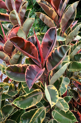 Ficus elastica 'Tricolour'