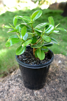 Ficus microcarpa 'Green Island' - 125mm pot