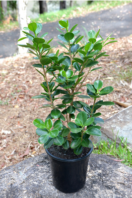 Ficus microcarpa 'Green Island' - 180mm pot