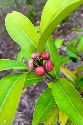 Glycosmis trifoliata (Pink Fruited Lime Berry)