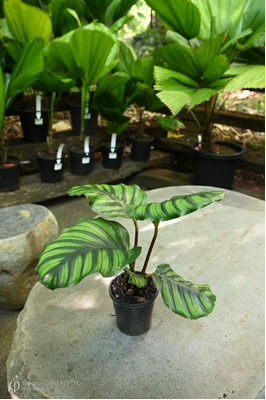 Goeppertia fasciata - 125mm pot