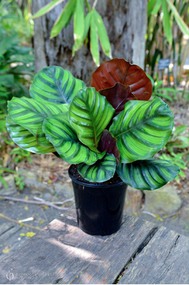 Goeppertia fasciata - 180mm pot