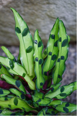 Goeppertia insignis 'Sport'