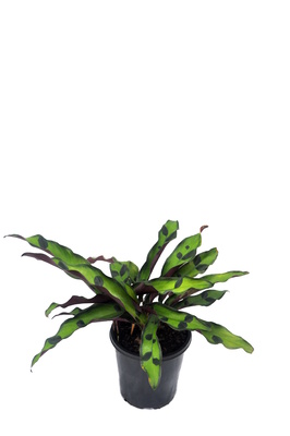 Goeppertia insignis 'Sport' - 125mm pot