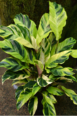 Goeppertia louisae 'Thai Beauty' - 180mm pot