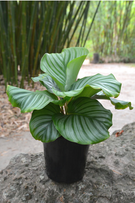 Goeppertia orbifolia - 180mm pot