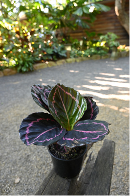 Goeppertia roseopicta 'Dottie' - 125mm pot