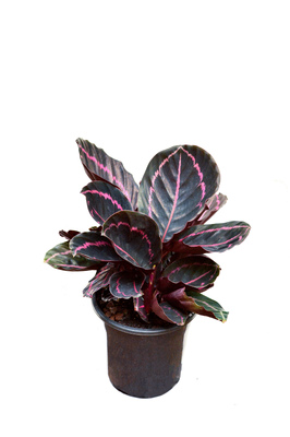 Goeppertia roseopicta 'Dottie' - 180mm squat pot