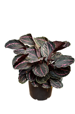 Goeppertia roseopicta 'Dottie' - 250mm squat pot