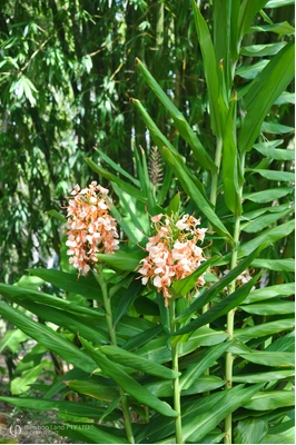 Hedychium 'Apricot Ginger'