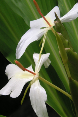 Hedychium 'Luna Moth'