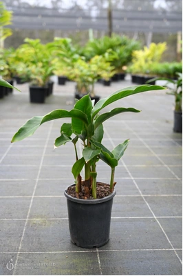 Heliconia angusta 'Red Christmas' - 180mm pot