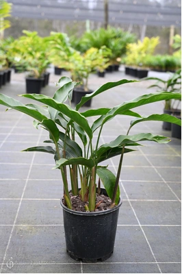 Heliconia angusta 'Red Christmas' - 200mm pot