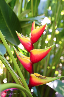 Heliconia bihai 'Manoa Sunrise'