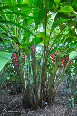 Heliconia bihai x caribaea 'Black Cherry' - 200mm pot 4 PACK