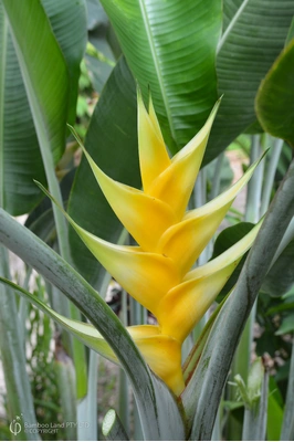 Heliconia caribaea 'Gold'