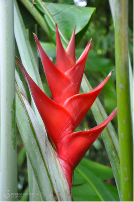 Heliconia caribaea 'Purpurea'