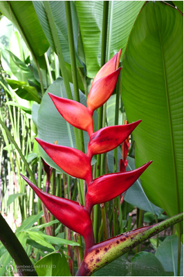 Heliconia champneiana 'Maya Blood'