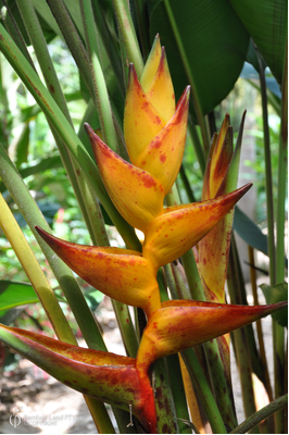 Heliconia champneiana 'Splash'