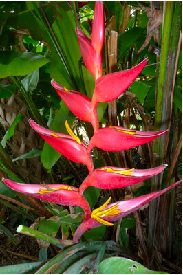 Heliconia collinsiana x bourgeana 'Pedro Ortiz'