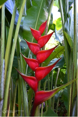 Heliconia bihai x caribaea 'Criswick' - 200mm pot 4 PACK