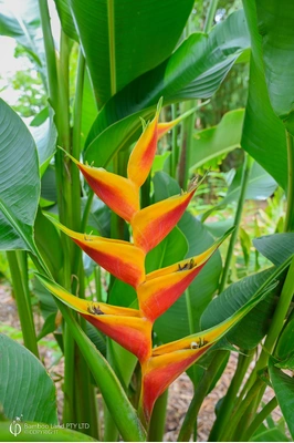 Heliconia bihai x caribaea 'Jacquinii' - 200mm pot 4 PACK