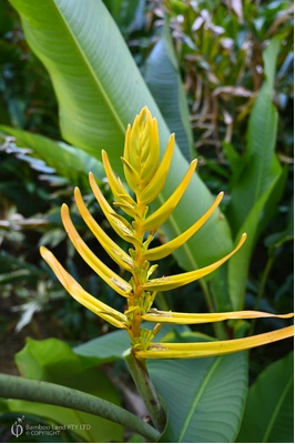 Heliconia lingulata 'Flat Fan'