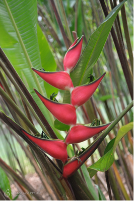 Heliconia orthotricha 'Coconut Ice'