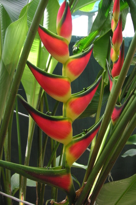 Heliconia orthotricha 'Garden of Eden'