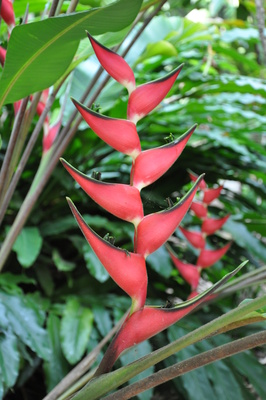 Heliconia orthotricha 'Imperialis Pink' - 180mm pot