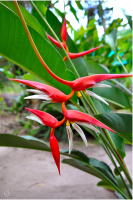 Heliconia pendula x angusta 'Papsiana'