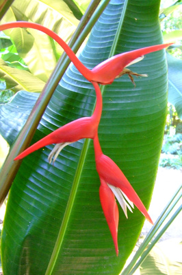 Heliconia pendula 'Bright Red' - 180mm pot