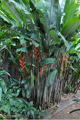 Heliconia pendula 'Waxy Red'
