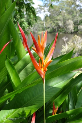 Heliconia psittacorum 'Andromeda'