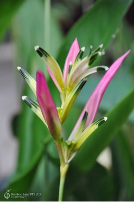 Heliconia psittacorum 'Fuchsia'