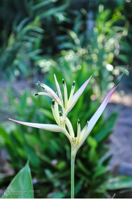 Heliconia psittacorum 'Pearl'