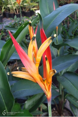 Heliconia psittacorum 'Petra'