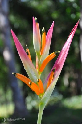Heliconia psittacorum 'Sassy'