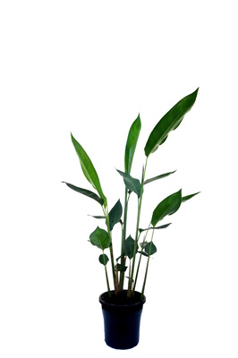 Heliconia psittacorum 'Sassy' - 180mm pot