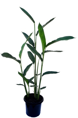 Heliconia psittacorum 'Sassy' - 300mm pot