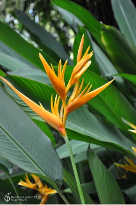 Heliconia psittacorum x spathocircinata 'Golden Torch'