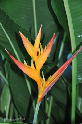 Heliconia psittacorum x spathocircinata 'Tropics'