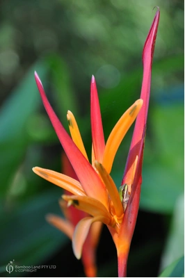 Heliconia psittacorum 'St. Vincent Red'
