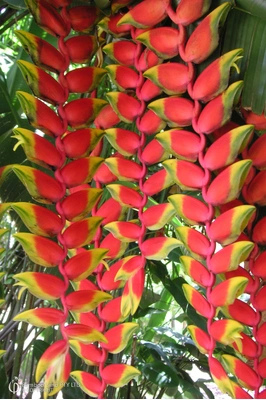 Heliconia rostrata 'Parrots Beak'