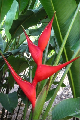 Heliconia stricta 'Bucky'