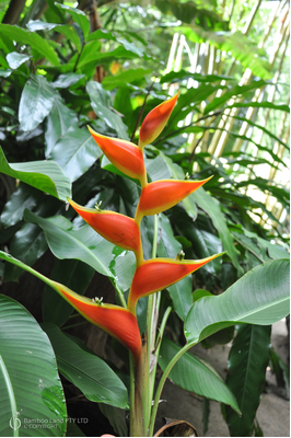 Heliconia stricta 'Dimples'